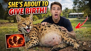 My African wildcat is about to give birth — rare kitten update!
