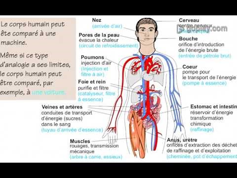 Les bienfaits du ''petit cola''