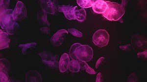 Beautiful Jellyfishes | Free Stock Video Footage