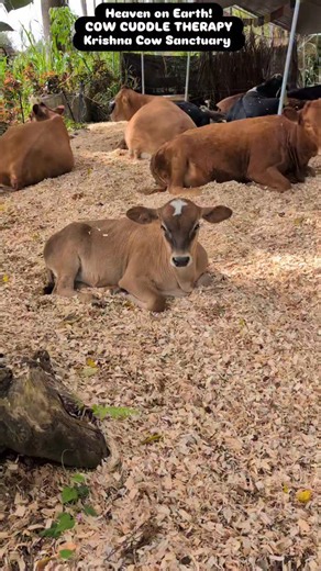 Krishna Cow Sanctuary on Instagram: "www.KrishnaCowSanctuary.com"