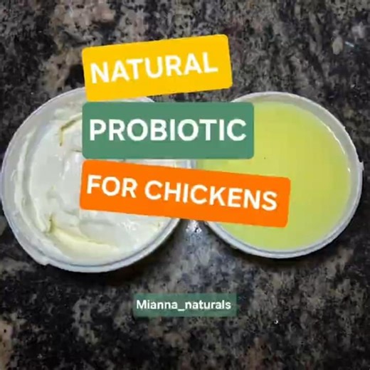 Natural Probiotic for Chickens
