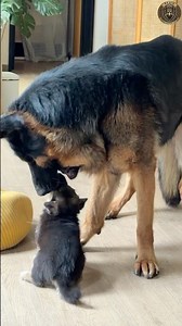 A Gentle Giant Caring for a Tiny Puppy! 🐾❤️ #shorts