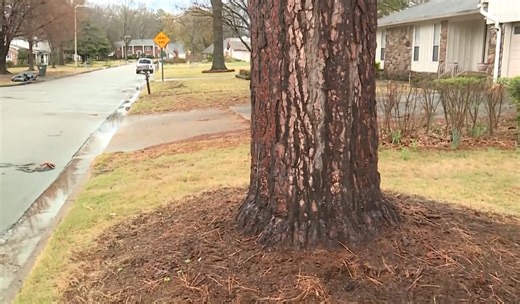 Experts advise tree checks after severe weather