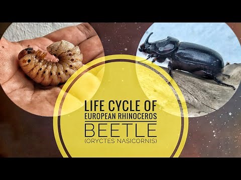 Life Cycle of European Rhinoceros Beetle (Oryctes nasicornis)