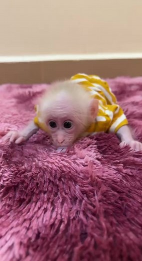 Newborn Baby PavPav Very Obedient | Monkey TV