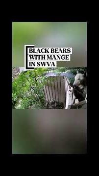 Black bears with mange continue to be found in Southwest Virginia