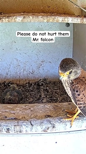Kestrel Finds Lone Pigeon Chick… What Happens Next? 😱🦅🐣