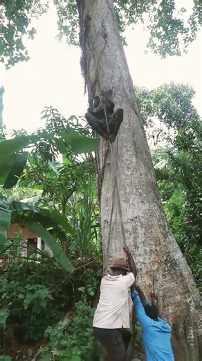 🧗‍♂️ Fearless Tree Climber Takes It to the NEXT LEVEL! 🌲💥 #treecutting #shortvideo