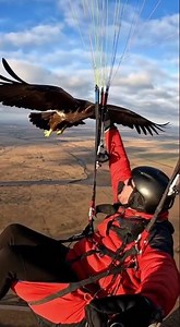 The Shocking Truth About Flying with Eagles Revealed