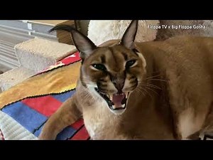 Big Floppa Gosha's Hissing #caracal