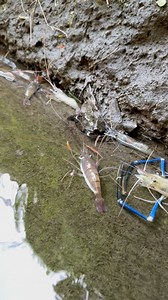 Land of SHRIMP 😮 | Pay Zambaleño Page