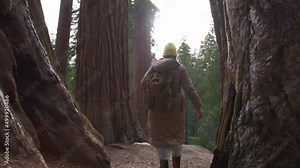 Slow motion bottom up traveller hiking between giant ancient red Sequoia trees