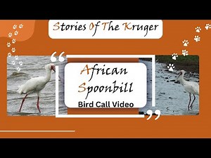 African Spoonbill Feeding at Sunset Dam | Rare Close-Up POV in Kruger National Park, with Bird Call