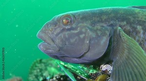 Round goby fish (Neogobius melanostomus): you can clearly see the typical of each type of goby line of the pores on the muzzle, portrait.