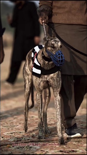 Love Greyhound❤️‍🩹 (@love.greyhound4)’s videos with original sound - ️