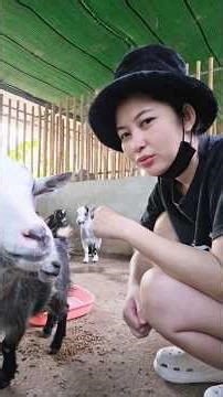 I thought it wouldn't be a hit, but there's no EP1 left. #piggy #farming #animals