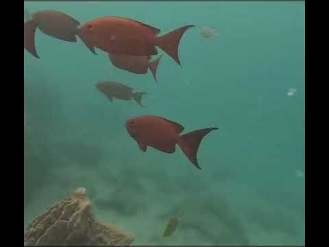 “Exploring the hidden world beneath Havelock Island- Andaman Sea Scuba diving ⛵ 🌊🤿”