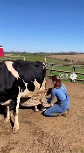 Woman Milking Cow... 🐄 여성이 소의 젖을… Mahila Gaay Ka Doodh Nikaal Rahi...