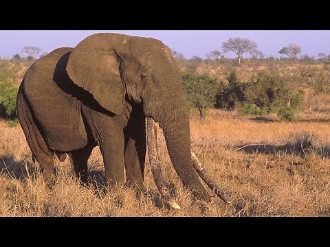 Duke - the largest tusker of his time