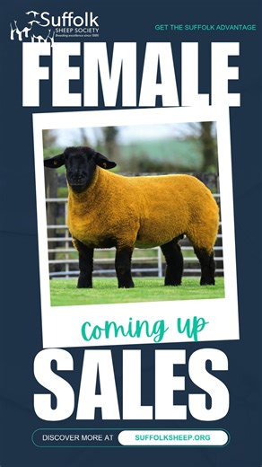 3.2K views | Sales catalogues for Female sales are on our website as soon as we receive them!   https://www.suffolksheep.org/suffolk-sheep-society-events/ | Suffolk Sheep Society Ltd | Facebook