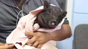 66K views · 1.1K reactions | OK, so they may not be your typical pet,...