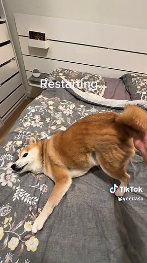 The Shiba was too stunned to scream | shiba inu