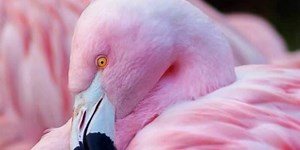 Why Are Flamingos Pink? It's All In The Diet