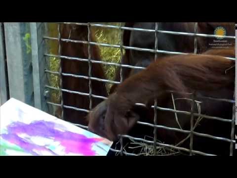 Animal Artists at the Smithsonian's National Zoo