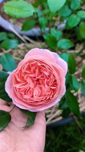 Duchess of Cornwall/ Chippendale Rose