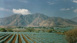 Potential tequila shortage leads to increase in agave-based spirits