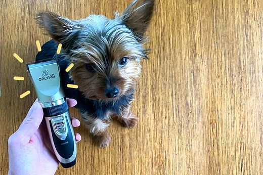 4 Best Dog Clippers for Yorkies | The Dog Tale