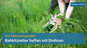 3.1K views · 199 reactions | Rehkitze vor dem Mähtod gerettet Rehkitzretter sind derzeit mit ihren Drohnen im Einsatz, um die Kitze aus den Feldern zu retten. Wir haben Erwin Hagn und sein Team aus Bad Kohlgrub begleitet. ➡ https://www.wetteronline.de/wetterticker #WetterOnline #Wetter #Reh #Rehkitz #Rehkitzretter #BadKohlgrub #Landwirtschaft | WetterOnline | Facebook