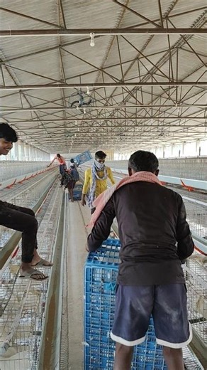 CHICKEN 🐓 FARMING 😄#trending #viral #shorts