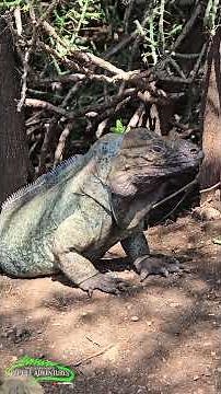 Hundreds of Rhino Iguanas in the Dominican Republic!