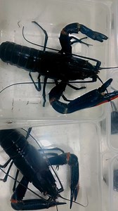 13K views · 152 reactions | BIGBREED 咽QUALITY FOUNDATION OF CRAYFISH MATTERS咽咽咽START RIGHT BREED RIGHT, PRODUCCE RIGHT咽咽咽咽#fypシ゚ #breederfeeds #crayfishfarming #fyp #everyone #viral #trendingvideo #bigbreedarc #fb #forsale | GIANT CrayFish | Facebook