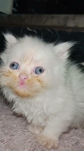 Persian White Kitten Price in Pakistan | Full Info #persiancatgujranwala #cat #catbreeds