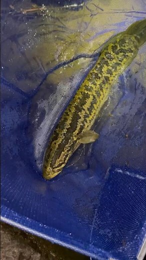なんで和歌山のド田舎に居るんだよ… #ガサガサ#タイワンドジョウ#雷魚#カムルチー#snakehead #fish