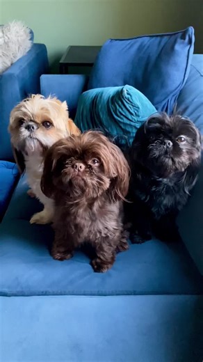 Funny Dog Moments That Make You Laugh