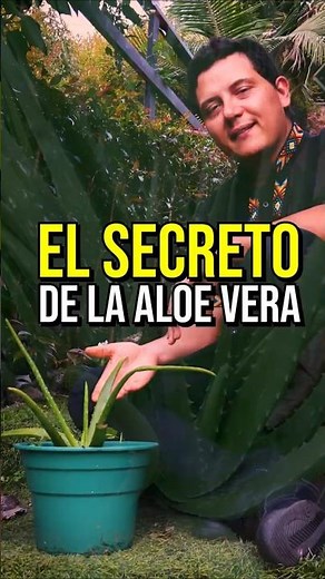 ALOE VERA | Conoce los secretos de esta planta medicinal