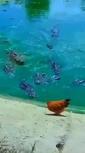 26K views · 459 reactions | How u doing.. Carry lainar!!! | L i m i t less | Facebook