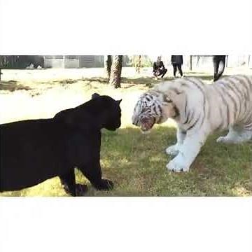 Tiger vs pitbull dog fight video YouTube VEVO