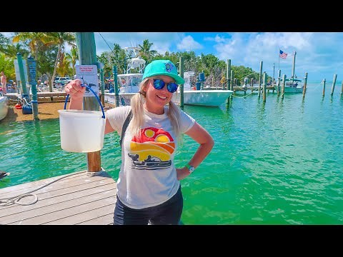 Feeding Tarpon in the Florida Keys! Islamorada & Key Largo Day Trip from Miami, FL