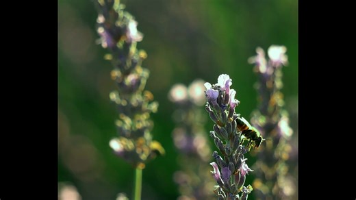 Bad Voodoo Movie (2026)