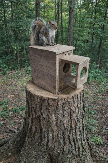 Handmade Cedar Squirrel House – Outdoor Nesting Box for Backyard Wildlife – Mounted Wooden Squirrel Shelter – Year Round Use - Etsy