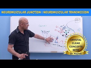 Neuromuscular Junction | Neuromuscular Transmission | Neuroanatomy🧠