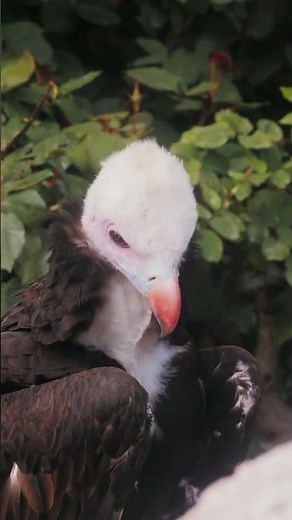 🦅 The Silent Watcher — Grace and Purpose in the Wild | Peaceful_Tranquil