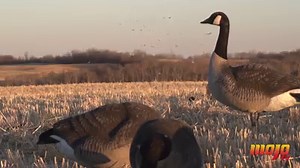 104K views · 1.4K shares | Exploding Mallard in Slow Motion... | Mojo TV | Facebook