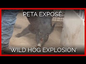 PETA Exposé of Texas 'Wild Hog Explosion'