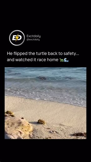 Excitdaily on Instagram: "On a quiet beach in The Bahamas, a young guy spots a green sea turtle stuck on its back. No big speech, no hesitation—he carefully flips it upright and gently guides it toward the water. Seconds later, the turtle catches a wave and swims off like nothing ever happened, while he cheers from the sand, grinning like a kid. It’s simple. It’s quick. And that’s why it works. Whether people argue about cameras or motives, the moment still shows what matters: noticing, helping,