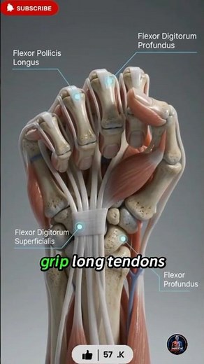 What Happens Inside Your Arm When You Grip? 🖐️